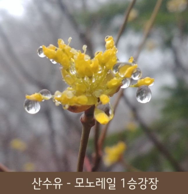 화담숲 봄 수선화 축제