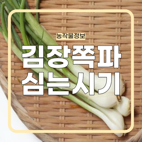 김장쪽파 심는시기