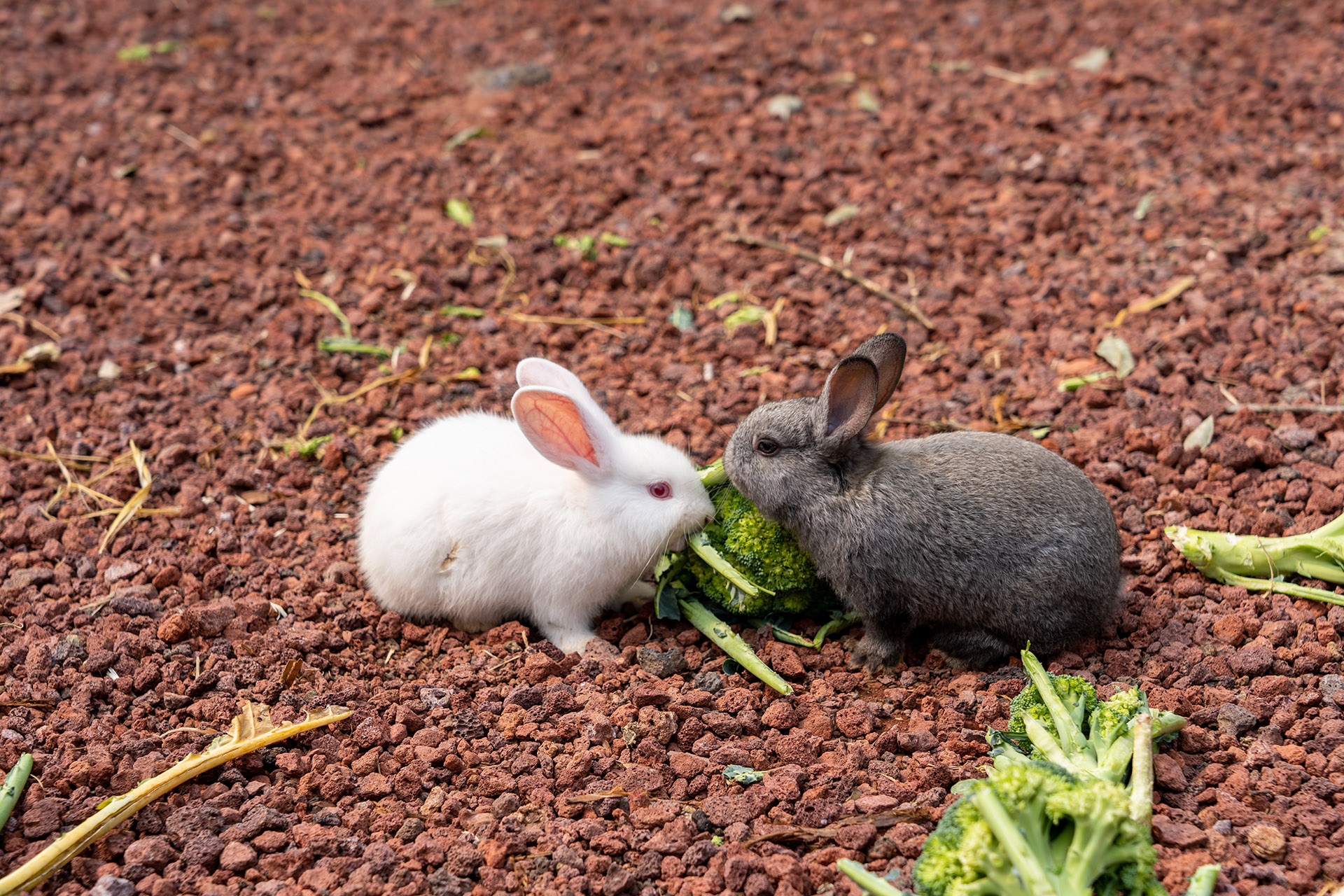 산양큰엉곶(산양곶자왈) 달구지길 토끼농장