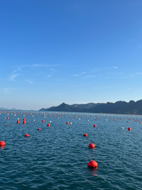 생생정보 홍가리비 석화 생굴 생생현장 가격 및 구매방법