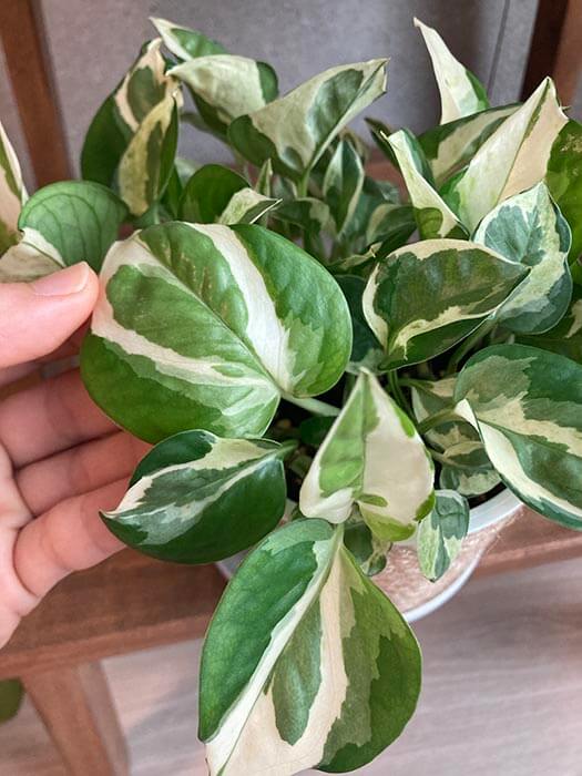 엔조이스킨답서스