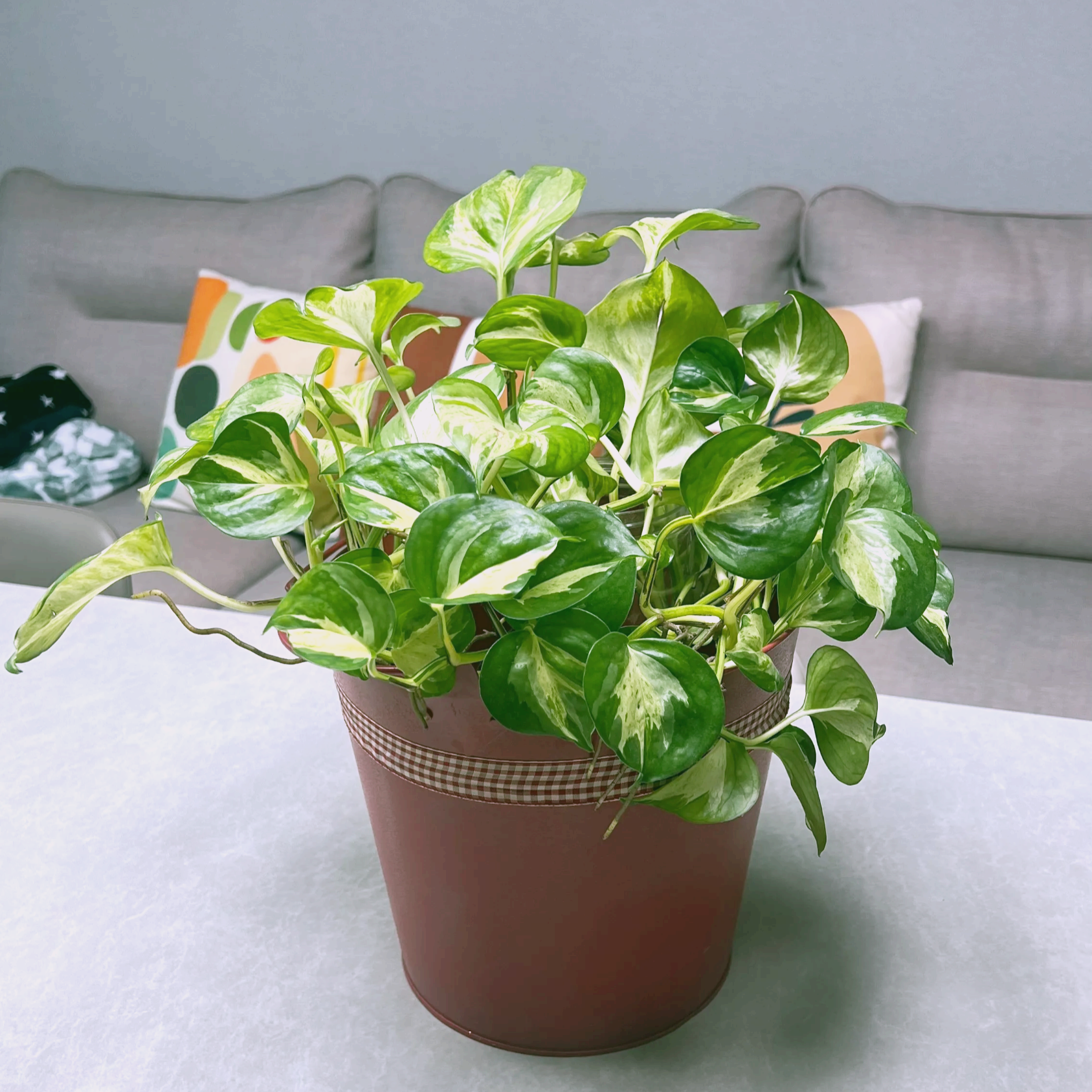 키우기 쉬운 식물 오레우스