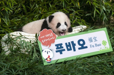 아기-푸바오-사진