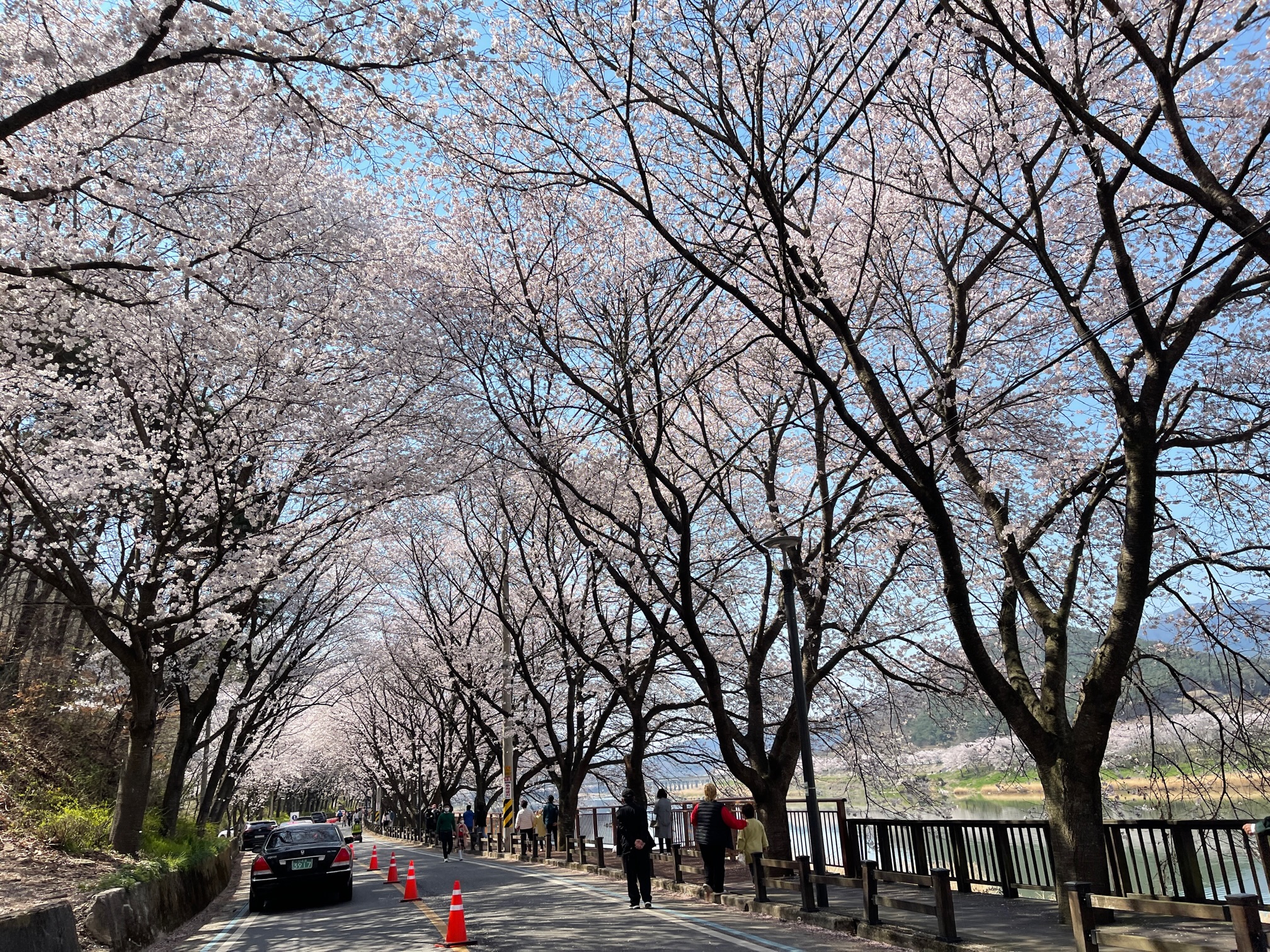 구례-300리-벚꽃축제