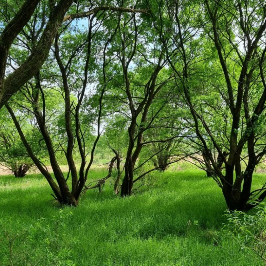 자연요법으로 암 치료
