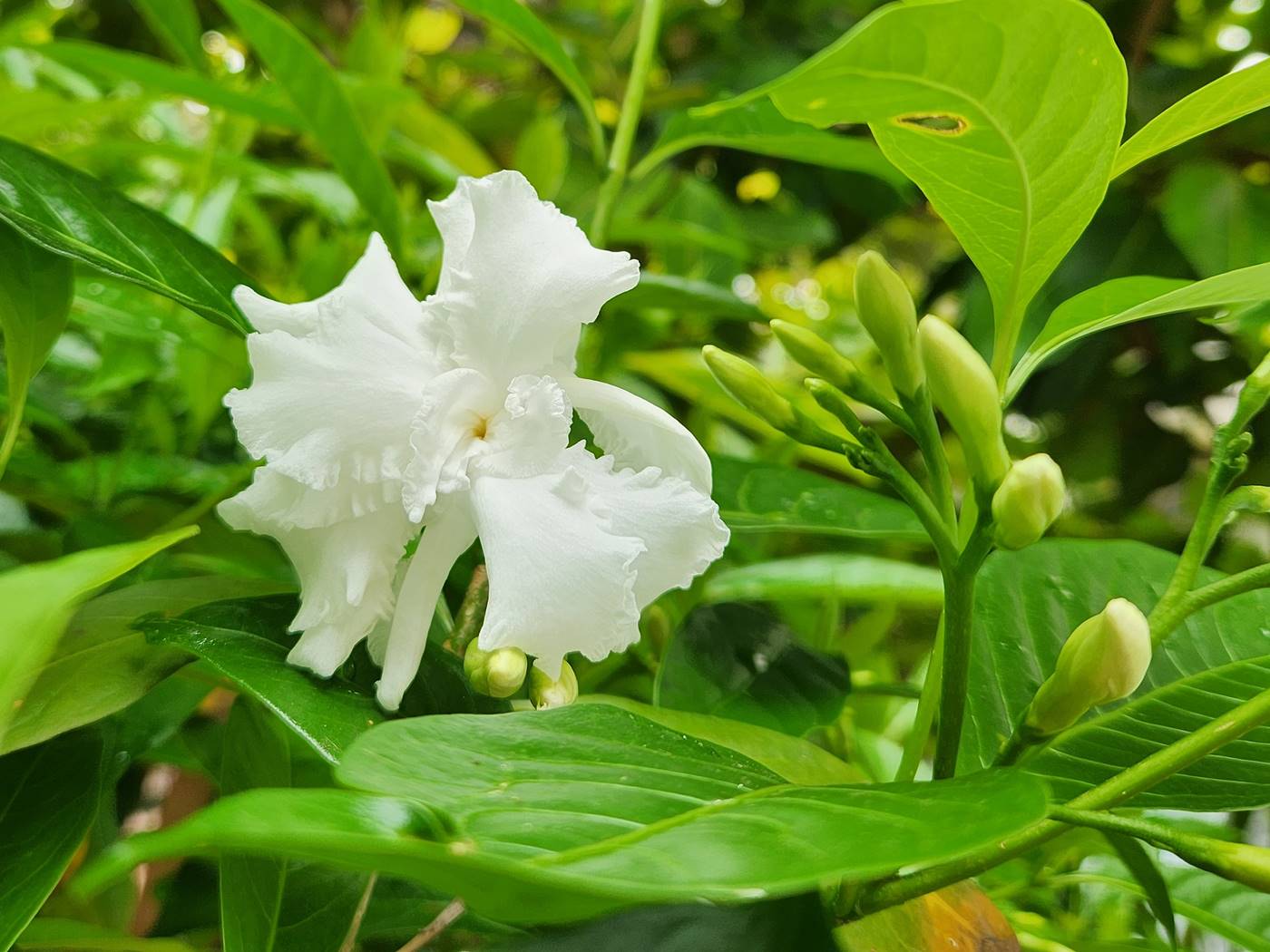 크레이프자스민(따가라)