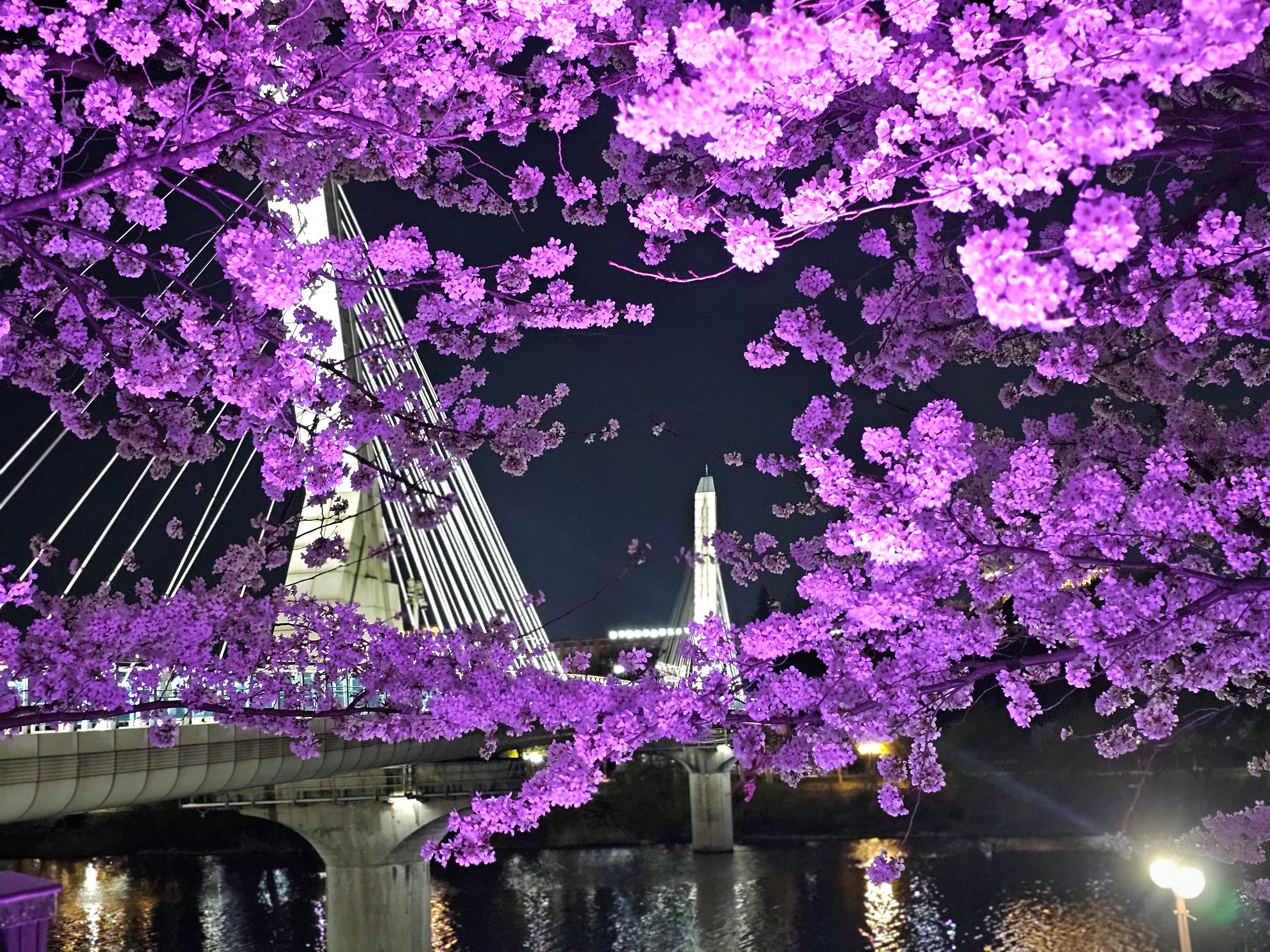 동촌유원지 벚꽃