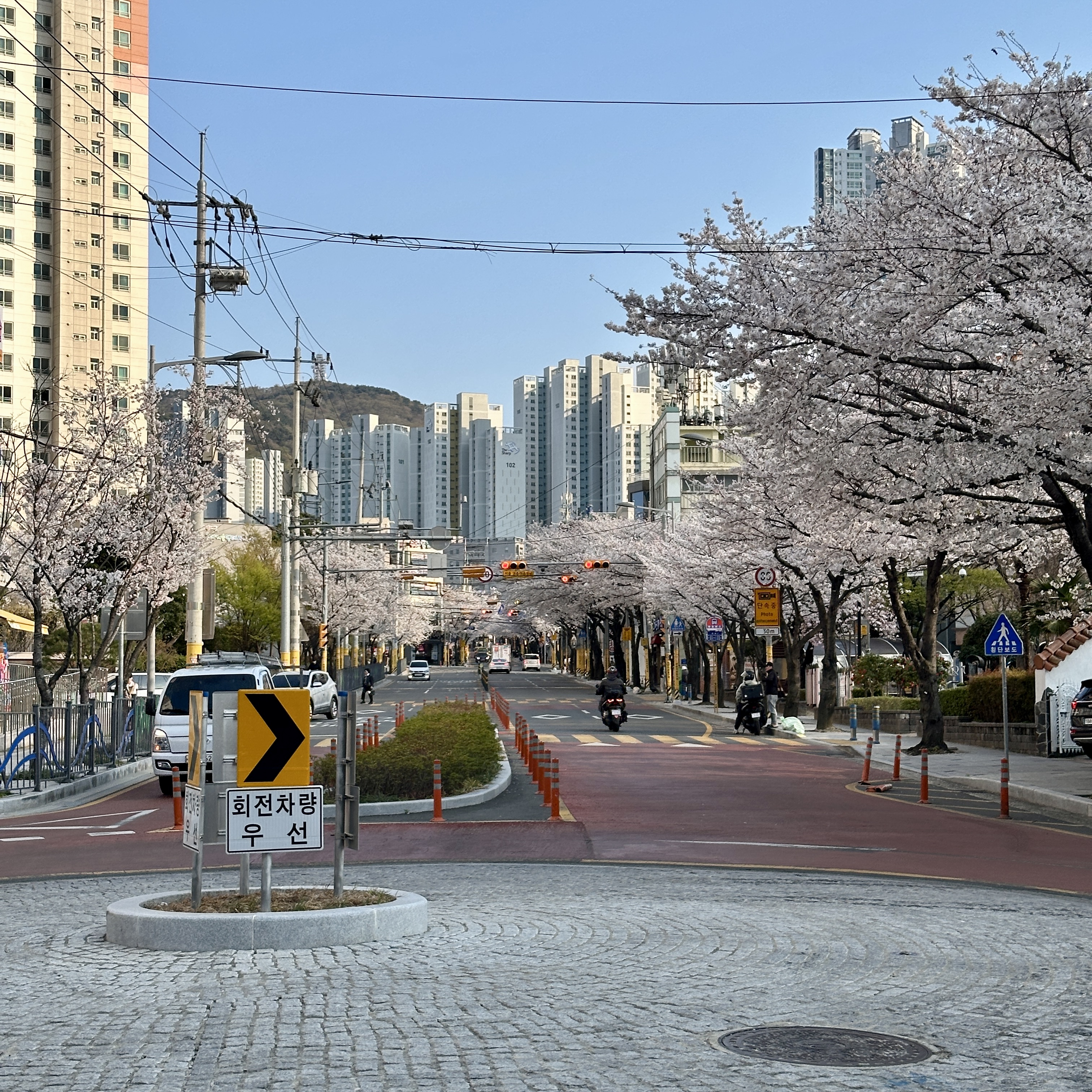 부산벚꽃명소_중앙천로_벚꽃길