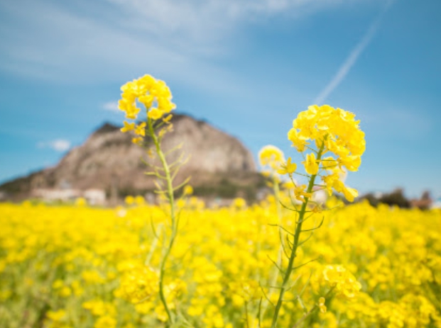 산방산 유채꽃밭