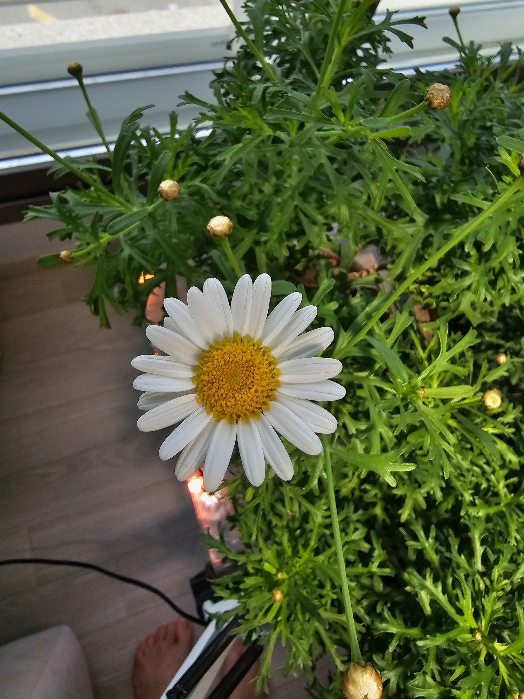 꽃잎이 펼져지는 과정