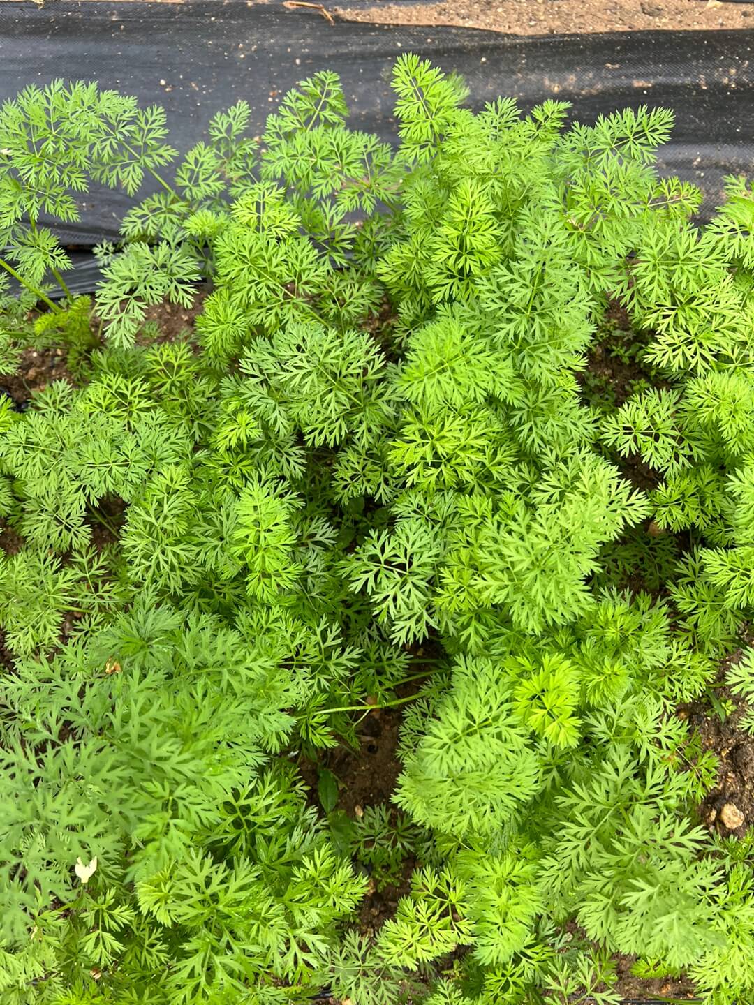 파종 10주된 당근