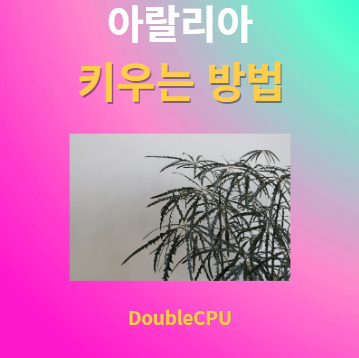 아랄리아 키우기 물주기