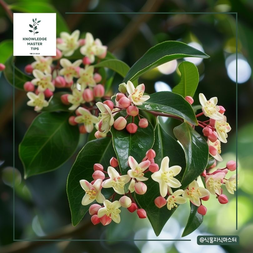 자금우 키우기 번식