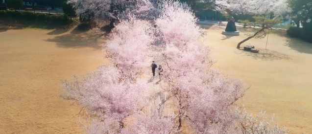 2025 고창 벚꽃축제｜벚꽃 드라이브 코스 축제 일정&middot;개화시기&middot;근처 맛집까지 한번에 보기