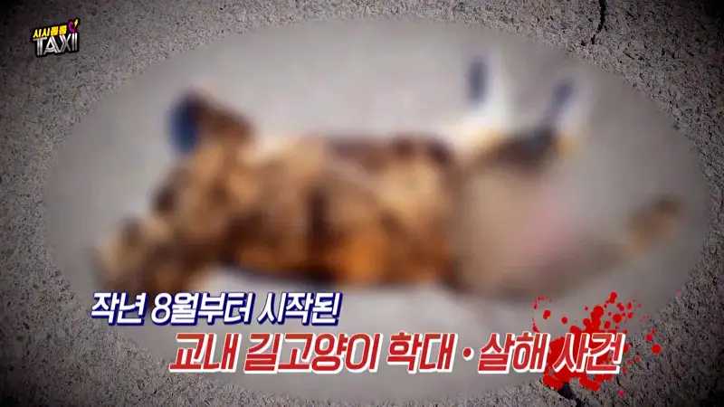 그알 그것이알고싶다 포항 고양이 연쇄 살해 사건 캣맘 불법 먹이 투기 행위 반대 캣 프레데터 강력 살인 범죄 징조 사례 1318회
