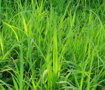 잡초 방제 전략 광폭멀칭 피복재 선발아 겨울관리_16