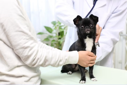 진료중인 강아지