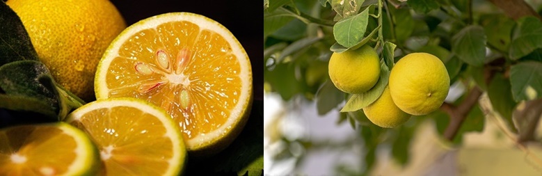 레몬수 섭취 방법