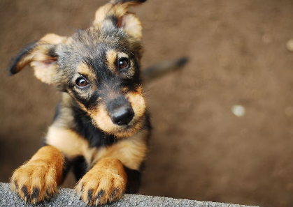산책 중인 개의 열사병 대책.