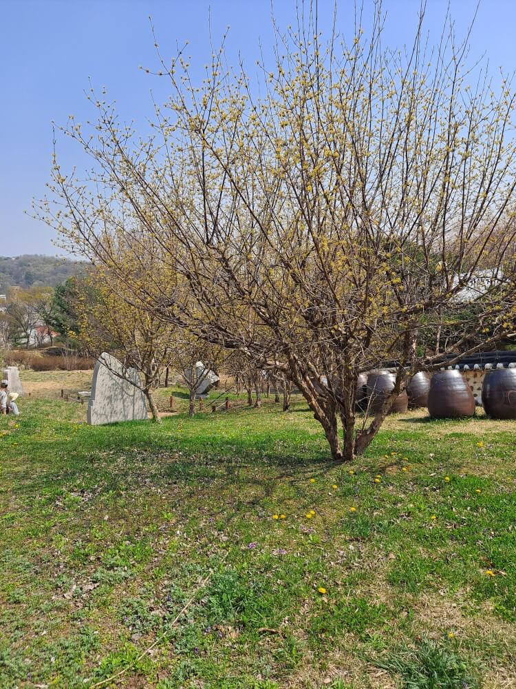 이천설봉공원벚꽃
