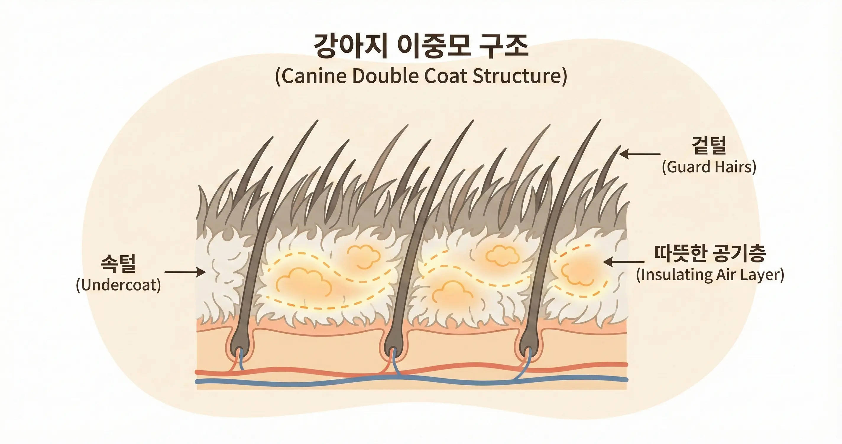 강아지 이중모 겉털과 속털 구조 및 공기층 역할
