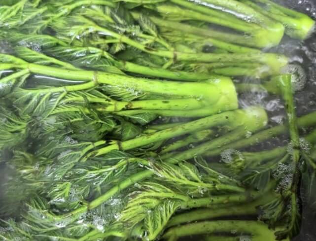 두릅 데치는 시간