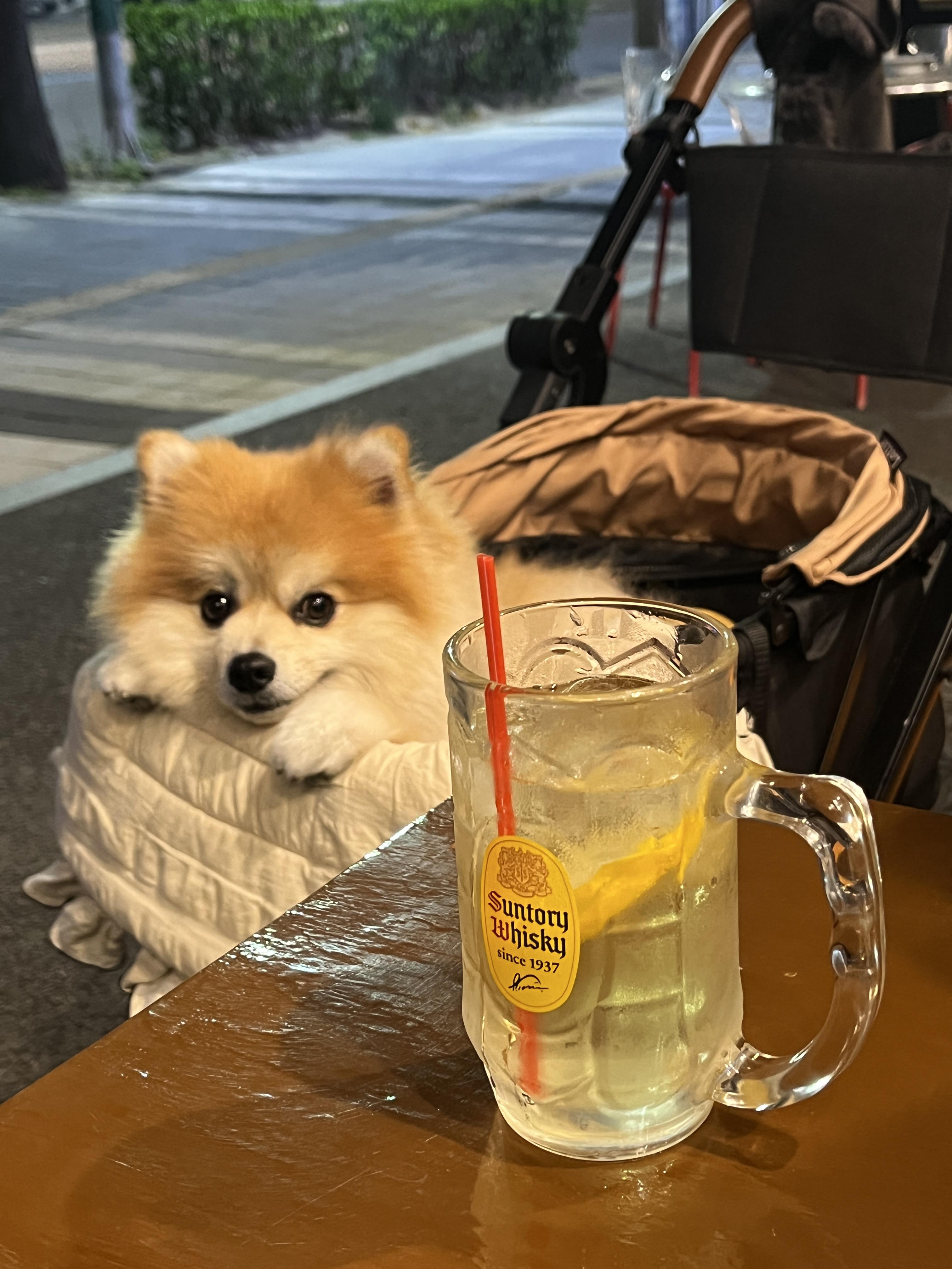 올해 마셨던 특별한 술 모음 - undefined - 모든 영역