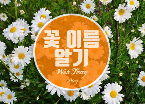 꽃 이름 알기