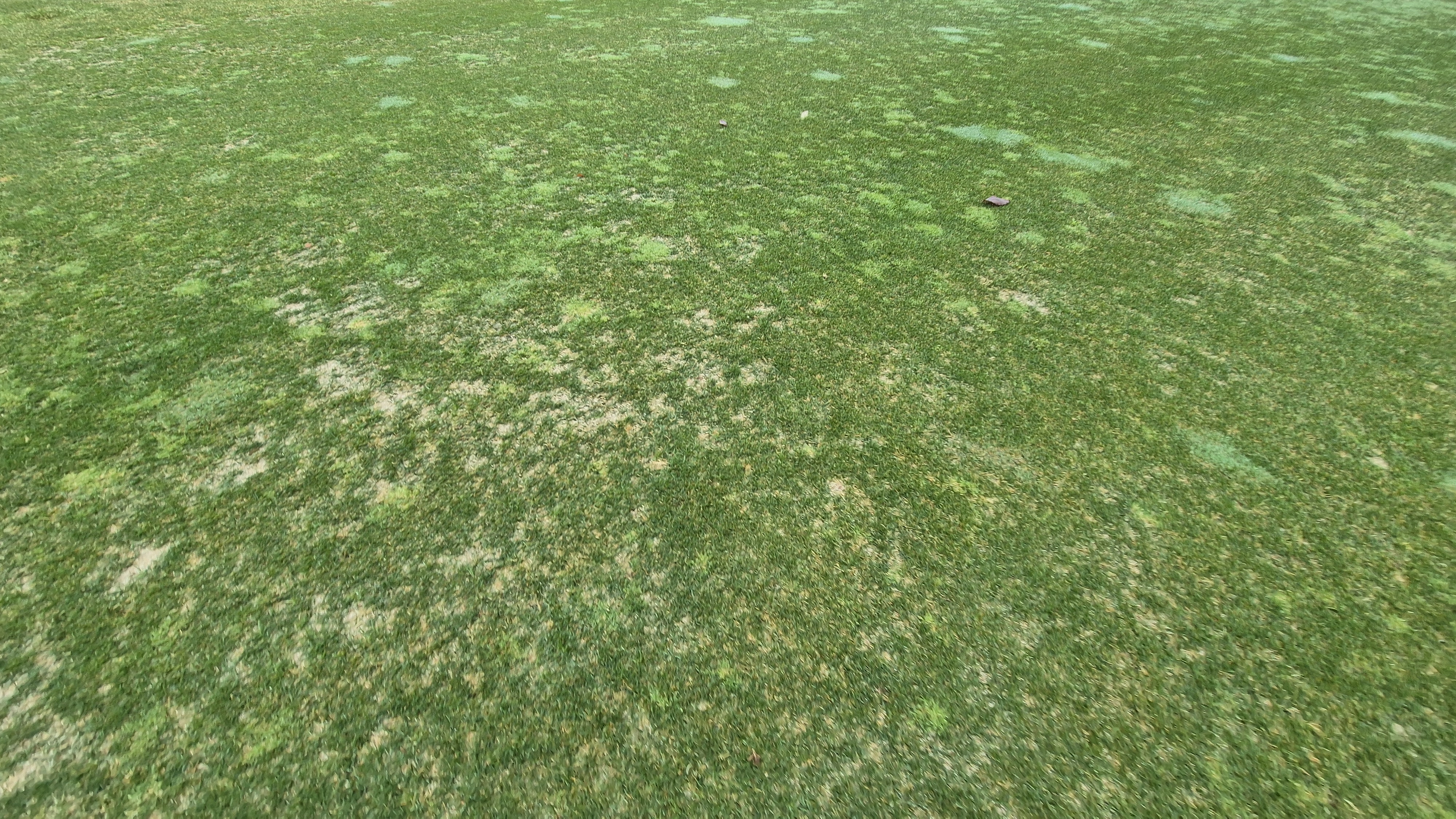 레인보우힐스cc 동-남 코스 관리 상태