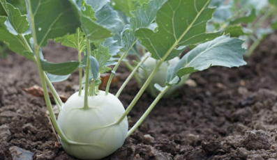 콜라비 효능과 먹는 방법, 요리법 완벽 정리!