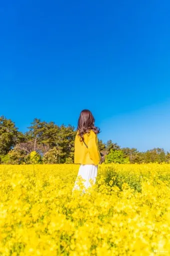 제주 유채꽃 개화 시기 봄 여행 필수 코스_7
