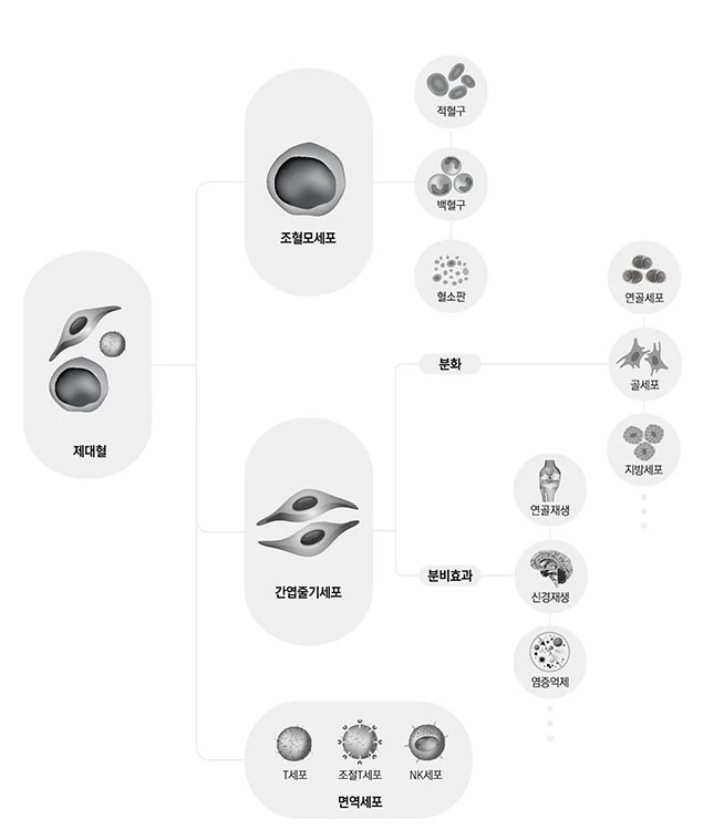 제대혈 내 세포의 역할