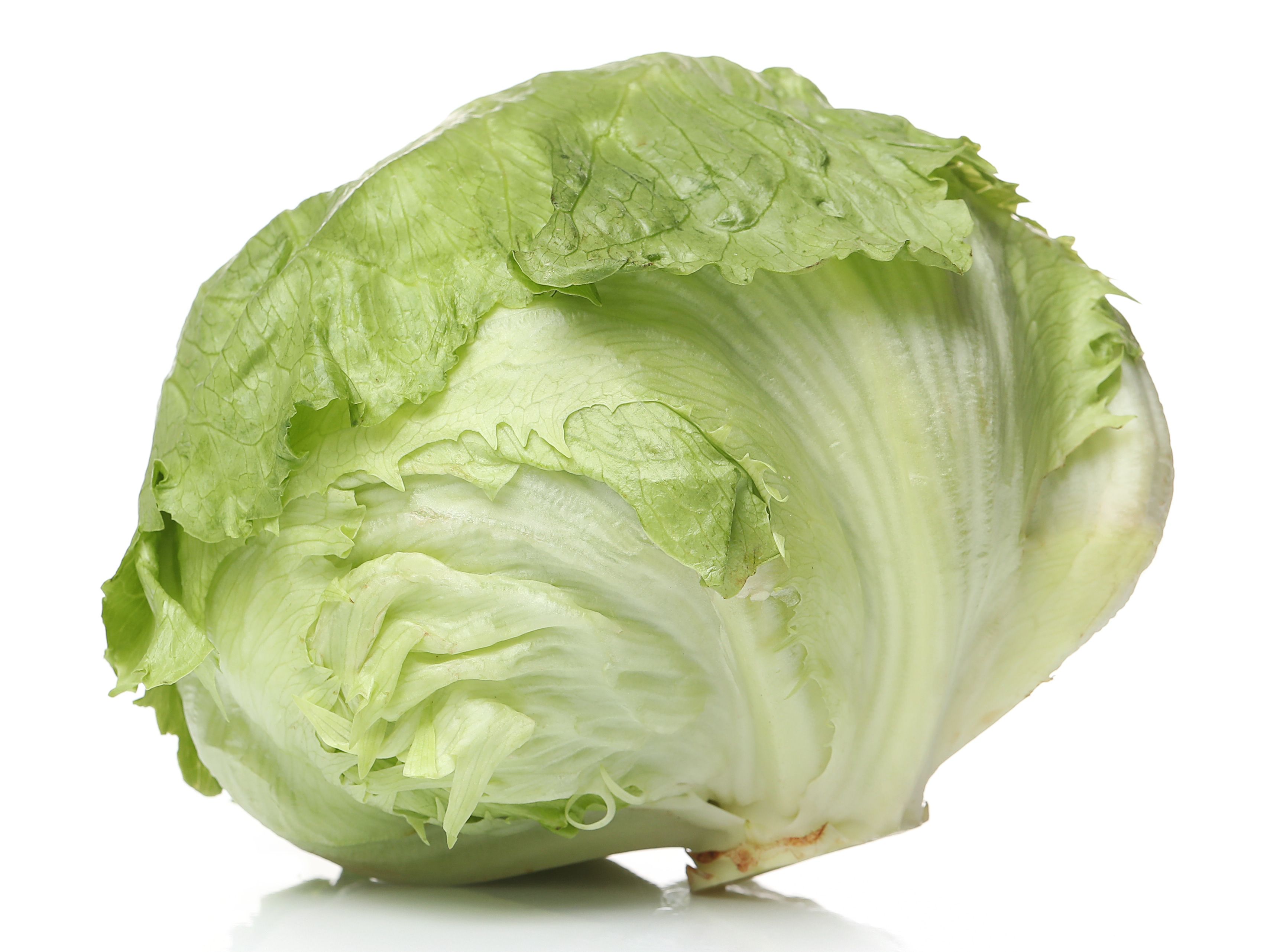 양상추 밭에서 채취를 한 양상추를 겉껍질을 제거하고 손질을 한 후에 깨끗한 물로 세척을 한 후에 하얀 바닥 위에 올려 놓고 확대해서 찍은 사진