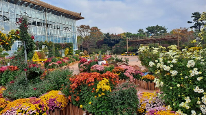 화성_우리꽃식물원_국화전시회