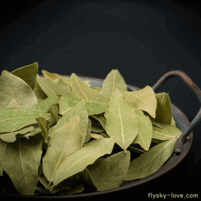 천연향신료 월계수잎