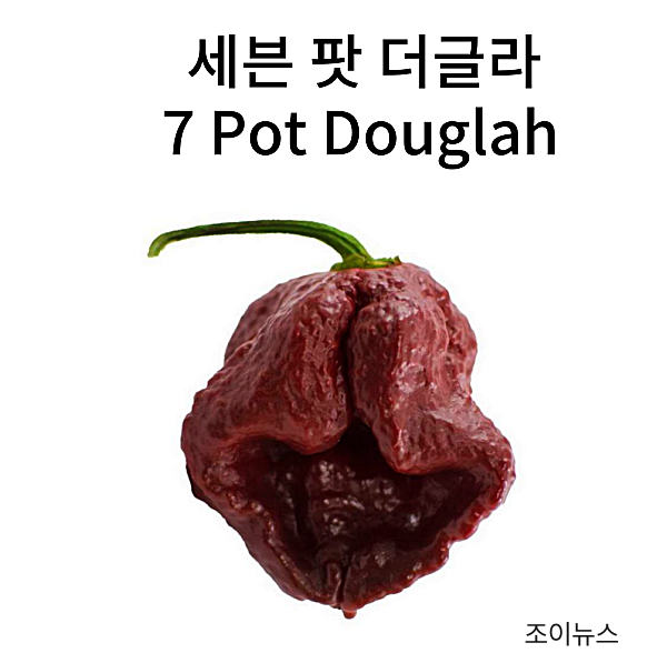 세븐 팟 더글라(7 Pot Douglah)