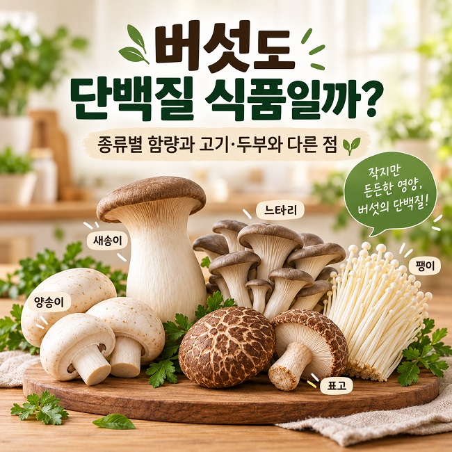 양송이 새송이 느타리 팽이 표고버섯과 단백질 함량을 함께 보여주는 인포그래픽
