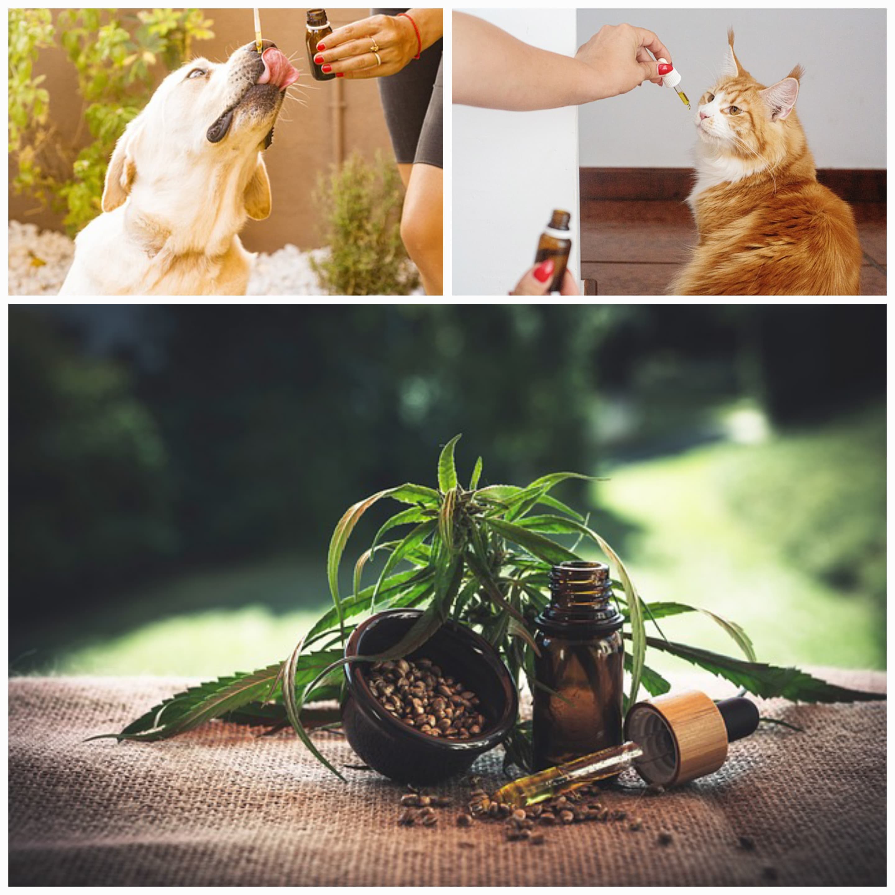 마라톤 끝나고 지친 몸을 회복시키는 오일 활용법