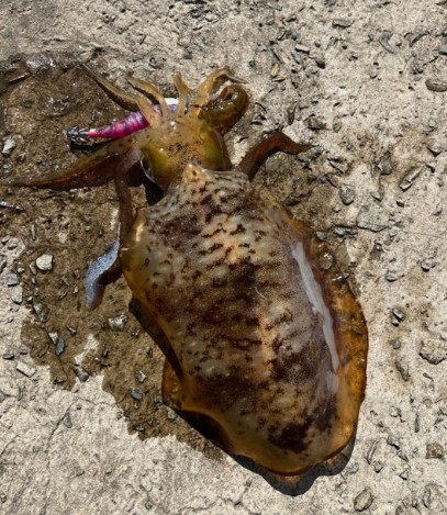 무늬오징어 효능