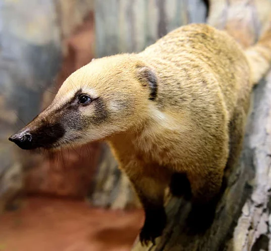토이빌리지 대구혁신점
