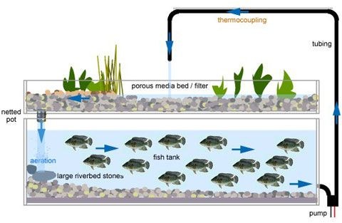 아쿠아포닉스(Aquaponics): 물고기와 식물이 공존하는 스마트 농업