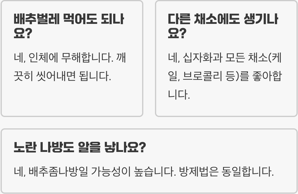 배추흰나비 애벌레 한 마리, 텃밭 배추 초토화시킵니다