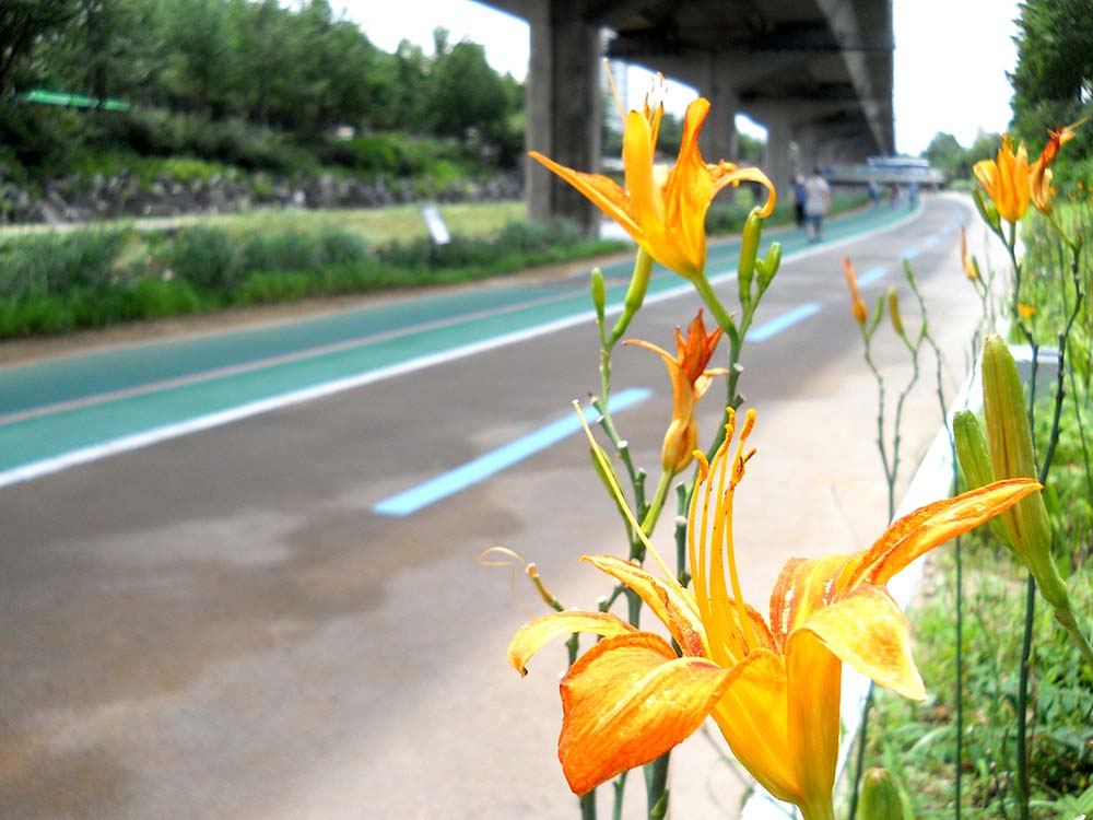 서대문구 홍제천(hongjecheon)의 꽃들