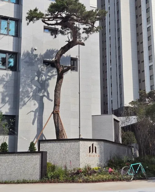 평촌트리지아 줍줍