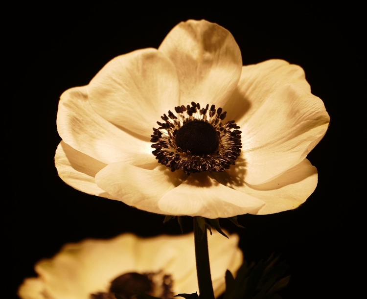 다양한 모양의 아네모네