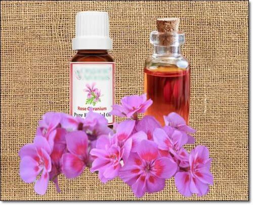 제라늄 로즈라라늄오일