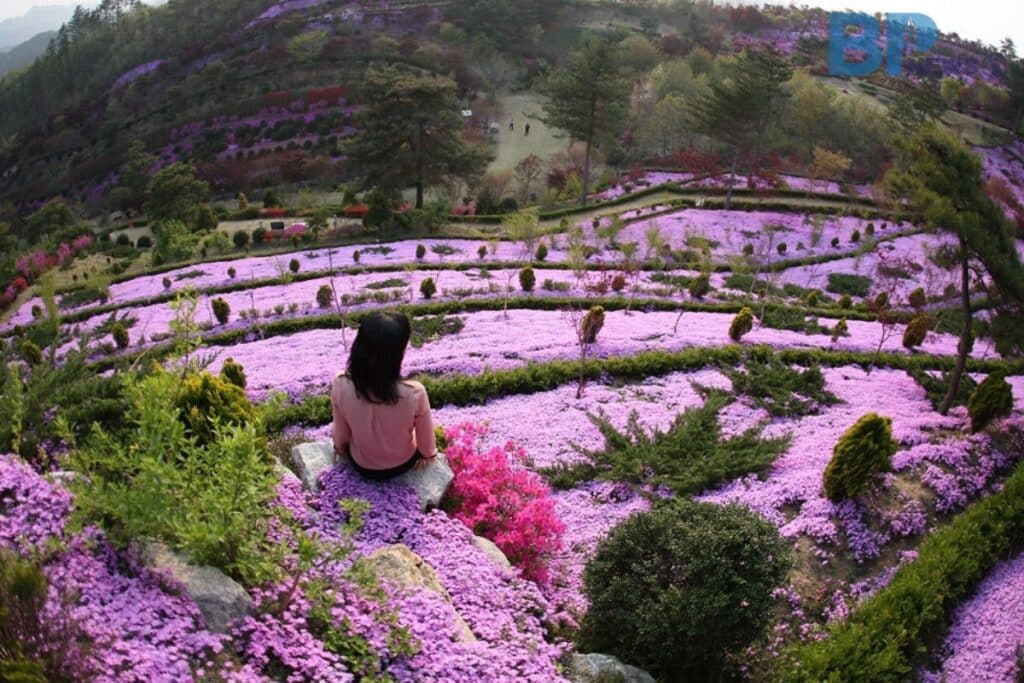 진안-원연장-꽃잔디-마을