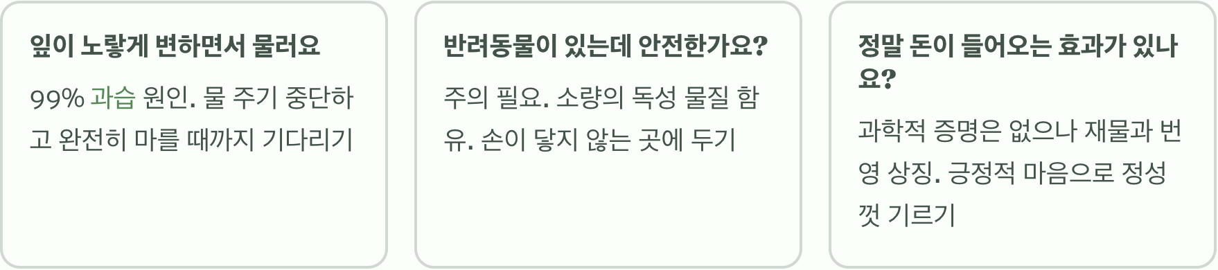 실패 없는 금전수 키우기 A to Z (물주기, 햇빛, 분갈이)