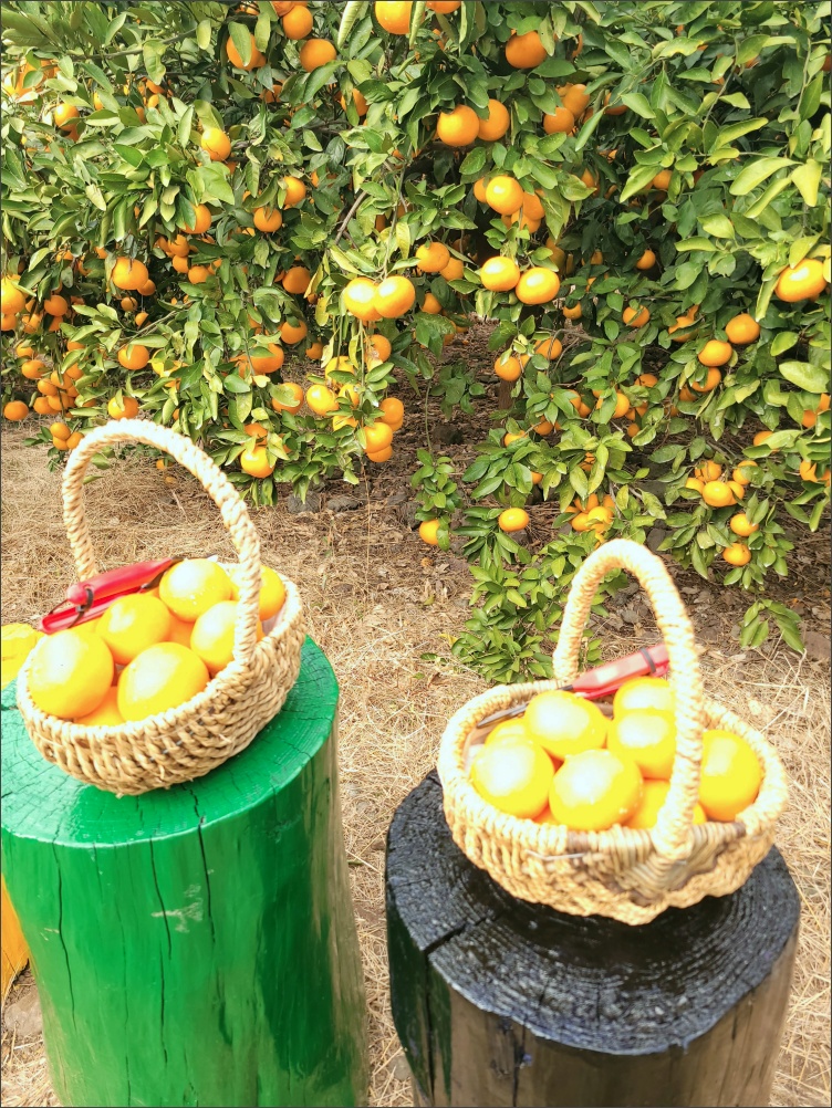 감귤-따기-탐나는농장3
