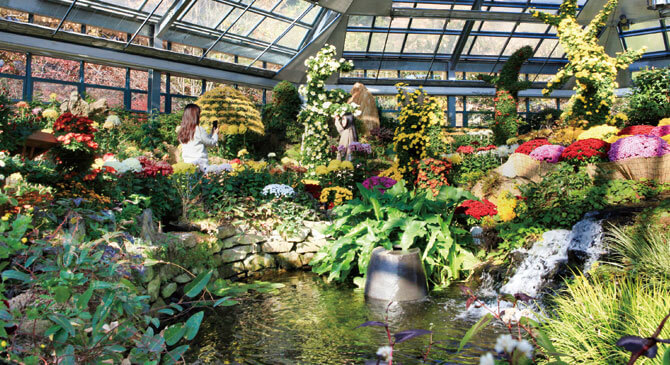 아침고요수목원 국화전시회